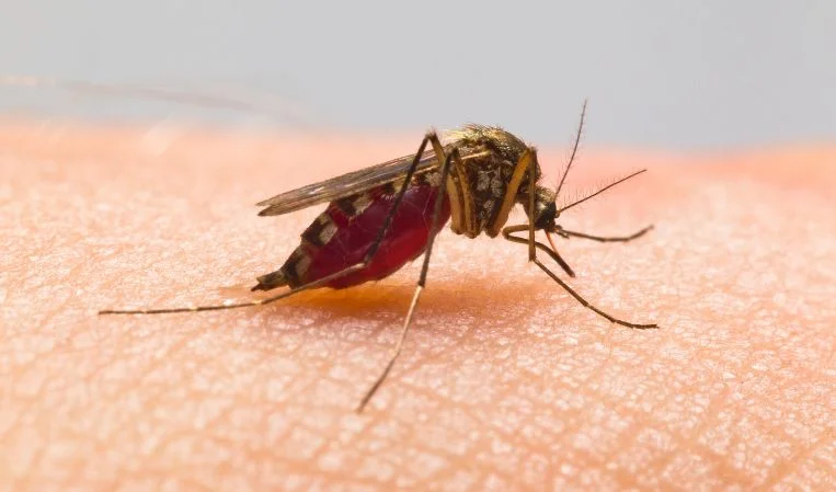 Mosquito Control Services in Chennai Mosquito Fogging