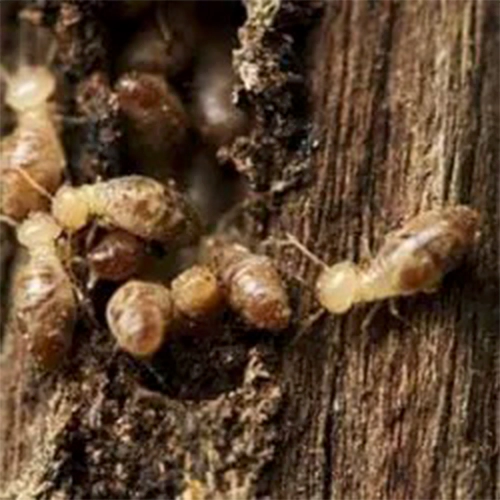 Best Pest Management in Chennai