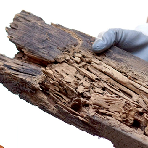 Chennai Pest Control