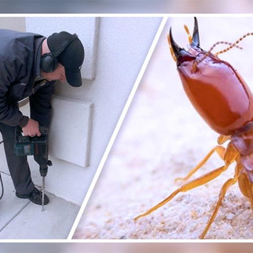 Pest Management Chennai