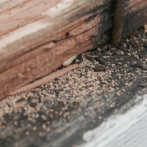 Pest Management in Chennai