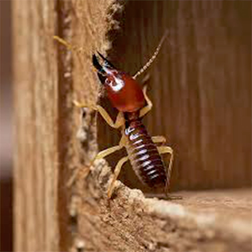 Best Ant Pest Control Services in Chennai