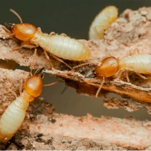 Termite Control in Chennai