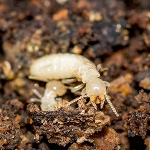 Best Termite Control in Chennai